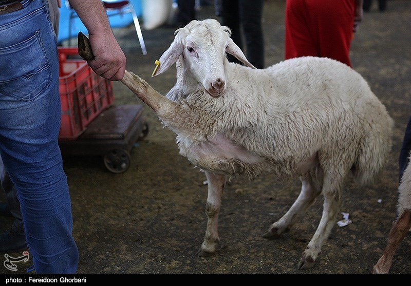 عرضه و تقاضا قیمت گوسفند عید را تعیین خواهد کرد