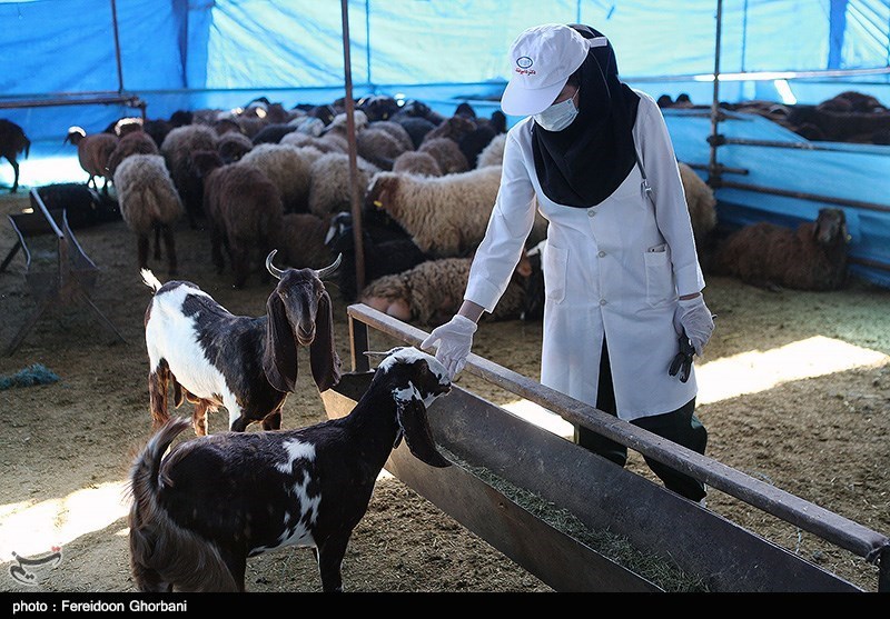 آمادگی بهزیستی استان تهران برای دریافت نذورات و ذبح قربانی