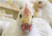 افزایش تولید گوشت مرغ در استان قزوین در دستور کار قرار دارد
