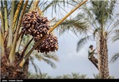 303 میلیارد تومان طرح در زمینه تولید خرما و فرآوری ‌بدون‌ مجوز ‌دولت در بم اجرا شد