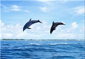 82 قطعه کوسه ماهی و دو قطعه دلفین به ارزش 25 میلیارد ریال در شهرستان کنارک کشف شد