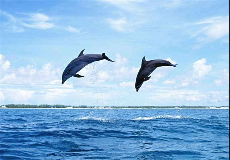 دلفین ها برای حل معما باهم پچ پچ می کنند