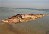 5 لاشه نهنگ در سواحل استان بوشهر کشف شده است