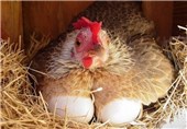 صادرات نیمی از گوشت مرغ تولیدی استان قزوین به استان‌های هم‌جوار