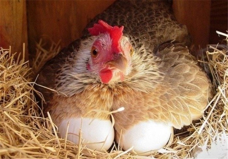 جشن تولد 60سالگی مرغ‌های تخم‌گذار