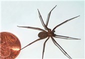 خواص دارویی سم عنکبوت برای درمان سرطان