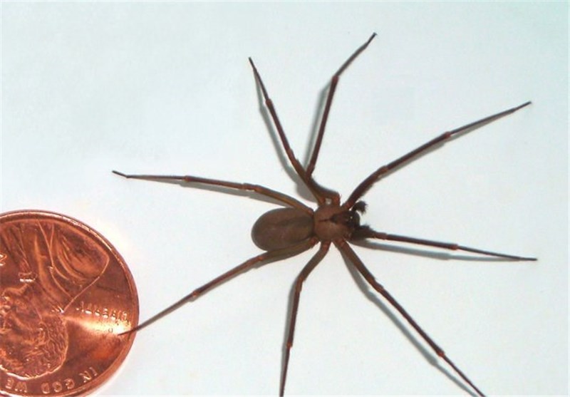 خواص دارویی سم عنکبوت برای درمان سرطان