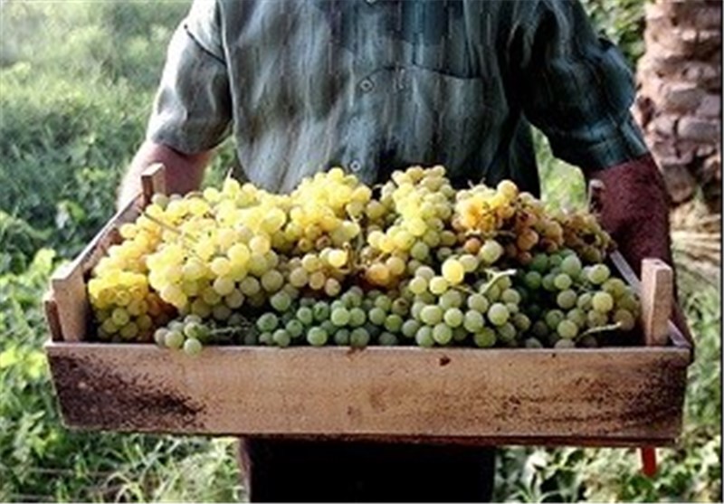 6 هزار تن انگور از تاکستان‌های استان ایلام برداشت می‌شود