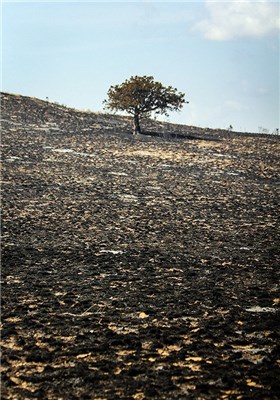 آتش سوزی در جنگل های پارک ملی گلستان