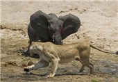 عکس/شکار بچه فیل به دست شیرها
