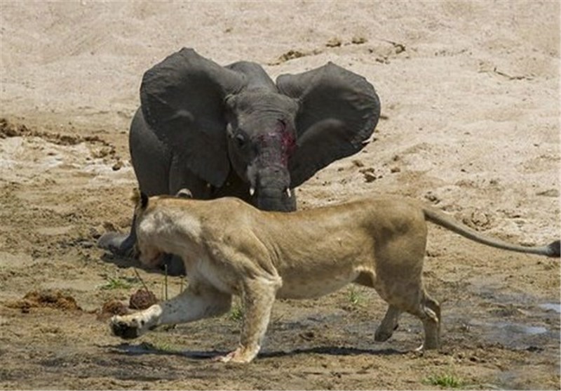 عکس/شکار بچه فیل به دست شیرها