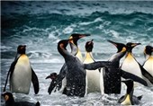 تصاویر زیبا از دنیای پنگوئن ها