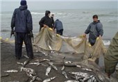 خطر مصرف ماهی در هوای آلوده