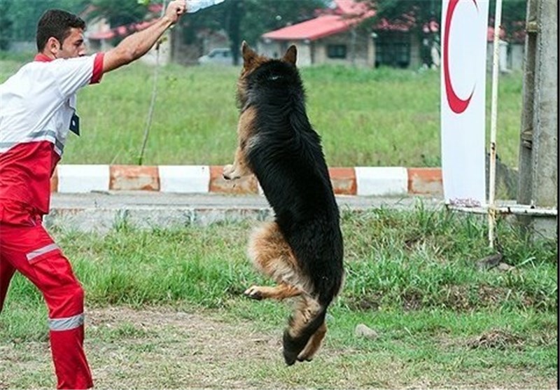 نجات نوزادی توسط "جکی و مایلو" دو سگ‌ زنده‌یاب + تصویر