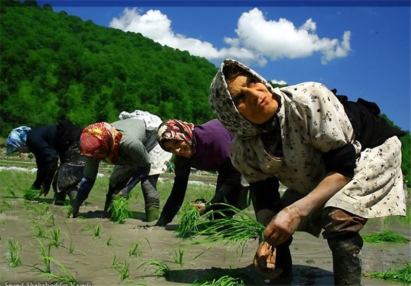 ناراحتی شالی‌کاران مازنی از کارگران فصلی با قیمت‌های صعودی/ تاکید بر حمایت کشاورزان برای خودکفایی