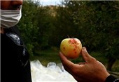 عکس/خسارت تگرگ به باغهای سیب میانه
