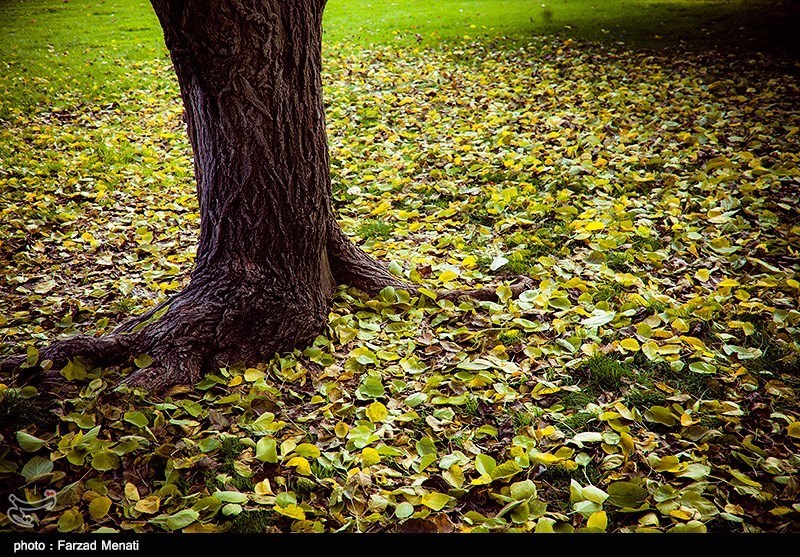 برگ‌های پائیزی در 13 بوستان شهر مشهد جمع آوری نمی‌شود