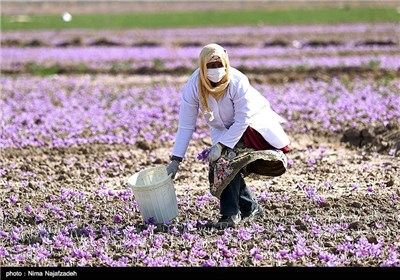 برداشت زعفران در خراسان جنوبی