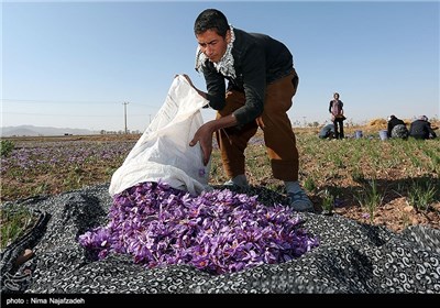 برداشت زعفران در خراسان جنوبی