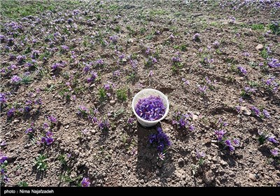 برداشت زعفران در خراسان جنوبی