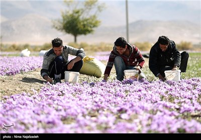 برداشت زعفران در خراسان جنوبی