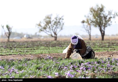 برداشت زعفران در خراسان جنوبی