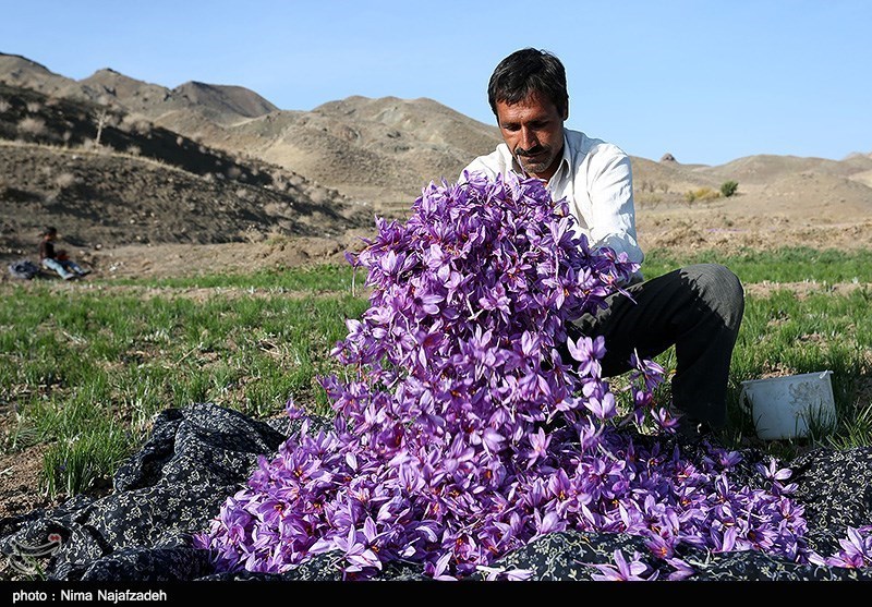 برداشت زرشک و زعفران قاین سالانه حدود 200 میلیارد تومان درآمدزایی دارد