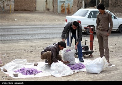 برداشت زعفران در خراسان جنوبی