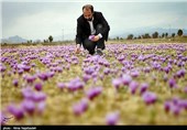 برداشت زعفران در خراسان جنوبی