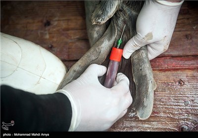 با همکاری بخش ماهیان خاویاری استان گلستان صیادان منطقه فوک های صید شده را تحویل مرکز درمانی و تحقیقاتی فوک خزری داده و پس از نمونه برداری آزاد میشوند