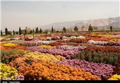 گلخانه‌های شهر محلات در ایام عید نوروز به روی گردشگران باز است