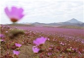 عکس/رویش گل های بهاری در بیابان آتاکاما