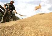 تولید گندم در خراسان شمالی 25 درصد افزایش می‌یابد