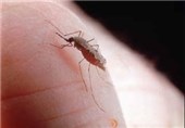 60 هزار نفر در مناطق آلوده به بیماری سالک در گنبدکاووس زندگی می‌کنند