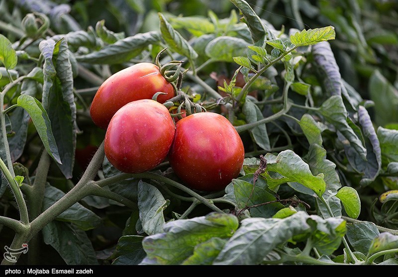 بیش از یک میلیون تن گوجه فرنگی در استان فارس تولید می‌شود