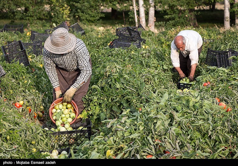 2000 تن محصول گوجه فرنگی در شهرستان کوثر برداشت می‌شود