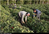 اختصاص اعتبار برای توسعه شبکه‌های مراقبت و پیش آگاهی کشاورزی استان بوشهر