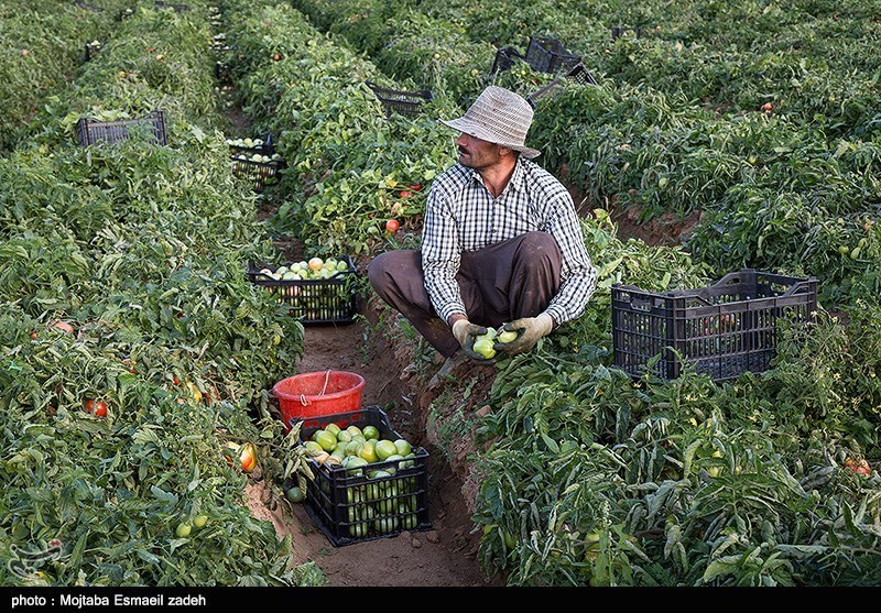 42 هزار هکتار اراضی کشاورزی استان بوشهر به محصولات آبی اختصاص می‌یابد