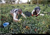 73 هزار تن گوجه‌ فرنگی از مزارع شهرستان پارس آباد برداشت می‌شود