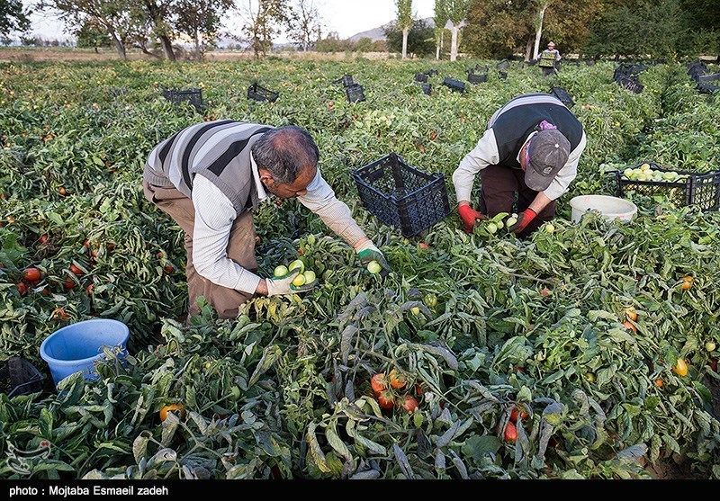 73 هزار تن گوجه‌ فرنگی از مزارع شهرستان پارس آباد برداشت می‌شود