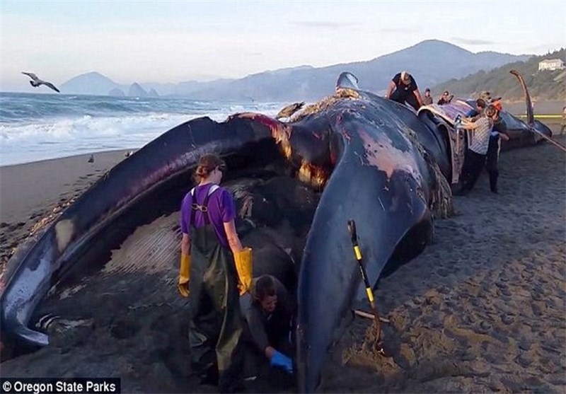 کشف لاشه نهنگ 100 تنی که قربانی پدیده «ال نینو» شد + عکس
