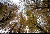 پاییز در البرز