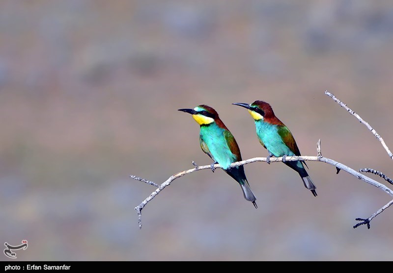 2 محموله بزرگ پرنده قاچاق در سیستان و بلوچستان کشف شد