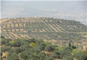 3 هزار هکتار باغ زیتون استان گلستان به آبیاری تحت فشار مجهز می‌شود
