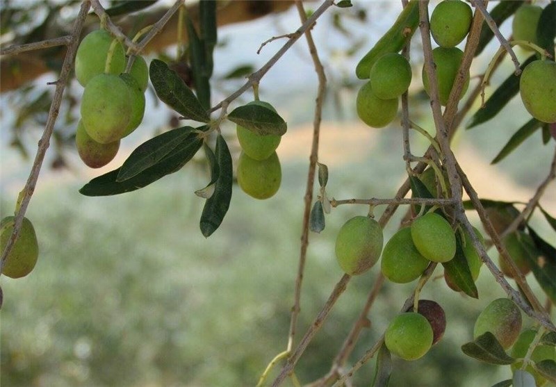 طرح تغذیه درختان زیتون در استان قزوین اجرا می‌شود