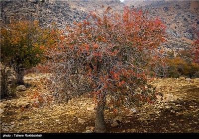 پاییز در شیراز