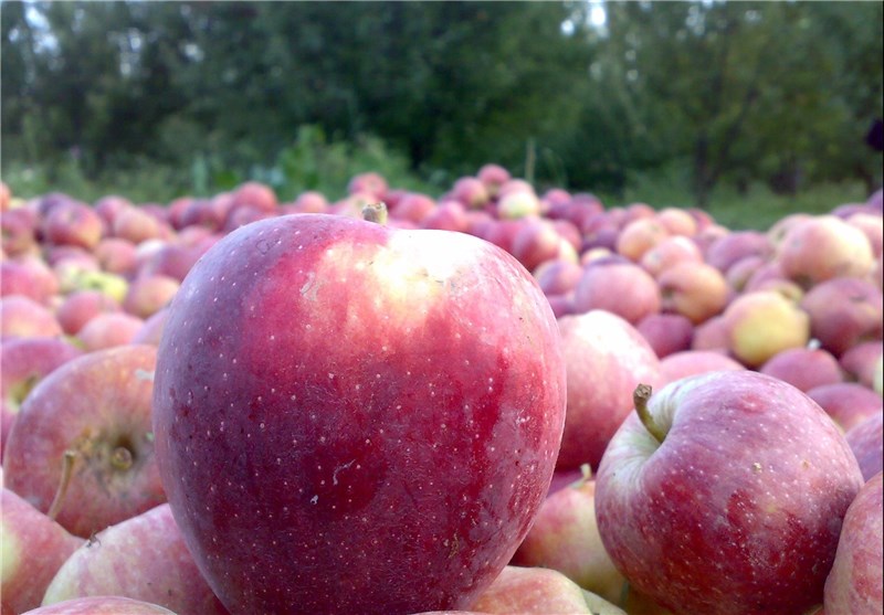 خرید تضمینی سیب صنعتی در آذربایجان غربی آغاز شد