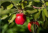 روند صادرات سیب آذربایجان ‌غربی شدت گرفت؛ میزان ذخیره‌سازی سیب در سردخانه‌ها کاهش می‌یابد
