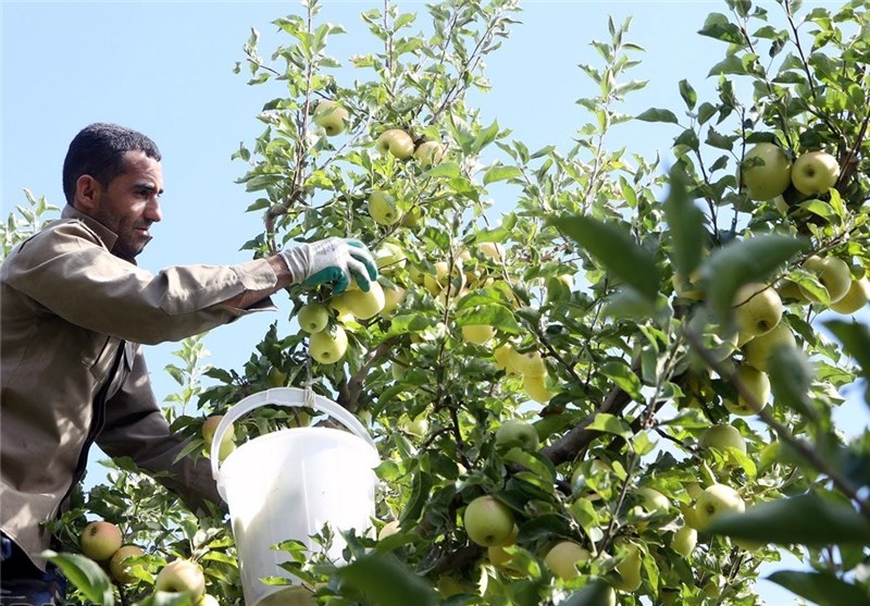 صادرکنندگان سیب ارومیه مشوق یارانه صادراتی دریافت می‌کنند