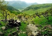 360 هزار دلار اعتبار به پروژه تقویت جنگل‌های بلوط ایران اختصاص یافت